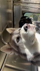 Lost Female Dog last seen Pleasant ridge road, Summerfield, NC 27358