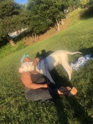 Lost Male Dog last seen Macdonald ave, Richmond, CA 94805