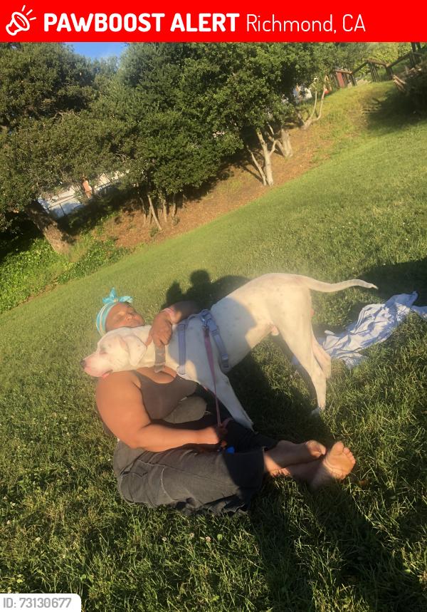 Lost Male Dog last seen Macdonald ave, Richmond, CA 94805