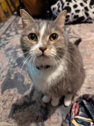Lost Male Cat last seen Carmichael Court, near WEJ, Ottawa, ON K2K 1K2