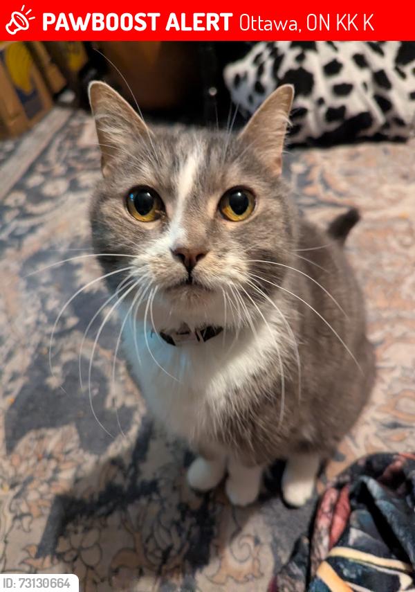 Lost Male Cat last seen Carmichael Court, near WEJ, Ottawa, ON K2K 1K2