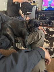 Lost Male Dog last seen Bangor, Belle Haven, VA 22307