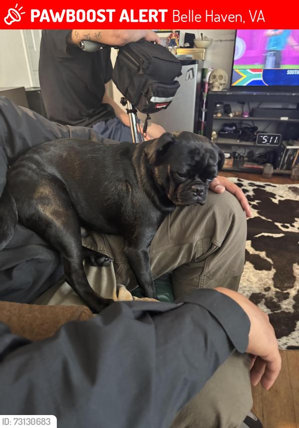 Lost Male Dog last seen Bangor, Belle Haven, VA 22307