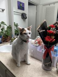 Reunited Female Cat last seen Heideman elementary school, Tustin, CA 92780