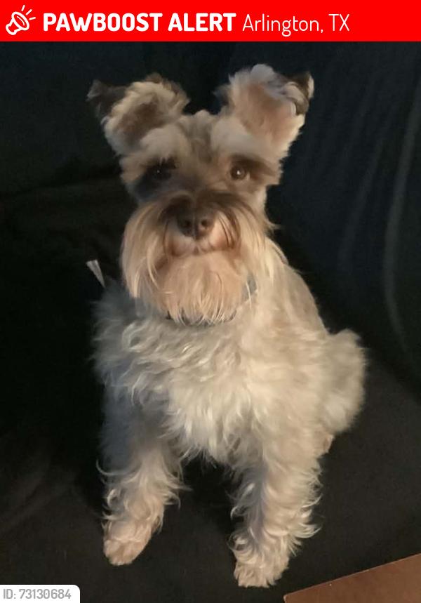 Lost Male Dog last seen Truman, Arlington, TX 76011