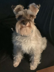 Lost Male Dog last seen Truman, Arlington, TX 76011