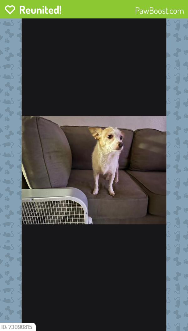 Reunited Female Dog last seen 43rd and vanness or 2nd ave, Los Angeles, CA 90008