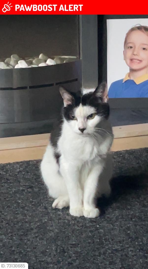 Lost Female Cat last seen Birmingham New Road, Rookery Road., Wolverhampton, England 