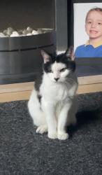 Lost Female Cat last seen Birmingham New Road, Rookery Road., Wolverhampton, England 
