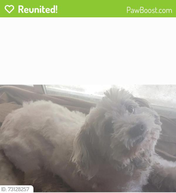 Reunited Male Dog last seen East shepherd and north sommerville, Fresno, CA 93720