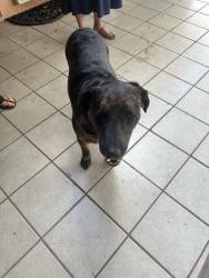 Found/Stray Male Dog last seen Farney, Las Cruces, NM 88001
