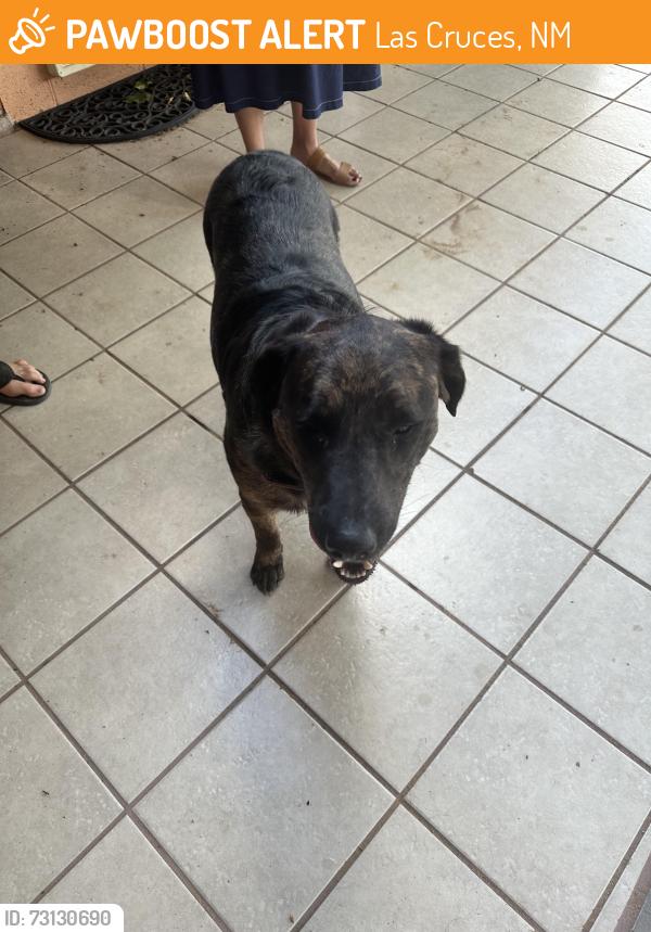 Found/Stray Male Dog last seen Farney, Las Cruces, NM 88001