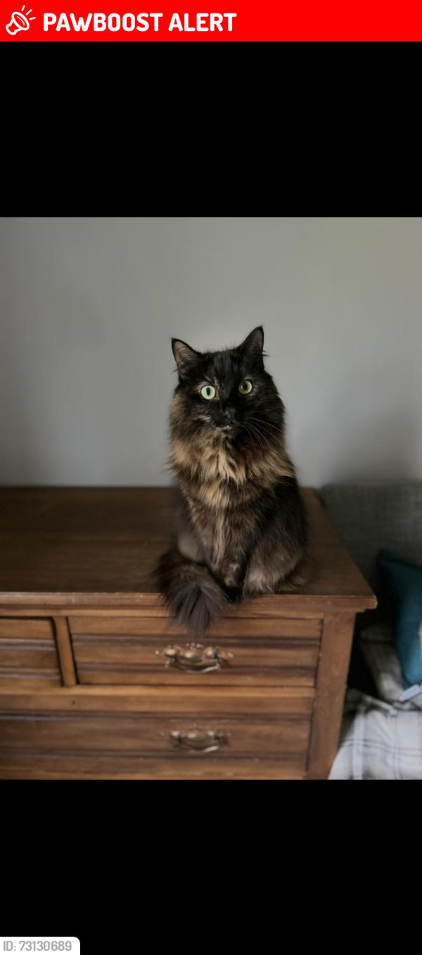 Lost Female Cat last seen Dunton green Primary school, Dunton Green, England 