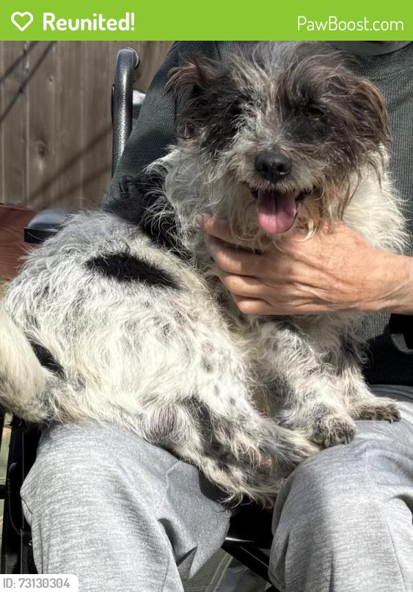 Reunited Male Dog last seen Talavera circle, Lodi, CA 95258