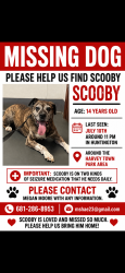Lost Male Dog last seen Johnstown Road, Huntington, WV 45619