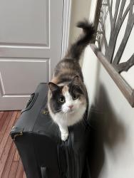Reunited Female Cat last seen Near Brentcliffe dr, Waterloo, ON N2T 2J6