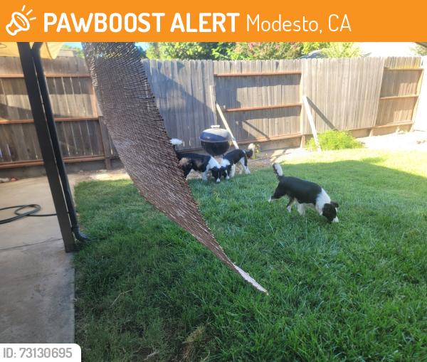 Found/Stray Male Dog last seen Oakdale rd, Modesto, CA 95355