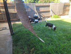 Found/Stray Male Dog last seen Oakdale rd, Modesto, CA 95355
