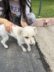 Found/Stray Male Dog last seen Paularino Ave and ludington, Costa Mesa, CA 92626