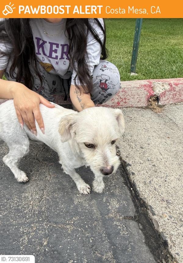 Found/Stray Male Dog last seen Paularino Ave and ludington, Costa Mesa, CA 92626