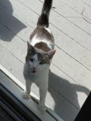 Found/Stray Unknown Cat last seen Deer run drive and homecrest lane, Deerfield Township, OH 45040
