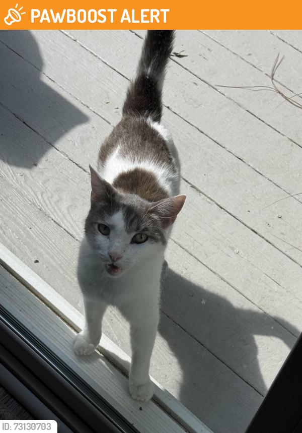 Found/Stray Unknown Cat last seen Deer run drive and homecrest lane, Deerfield Township, OH 45040