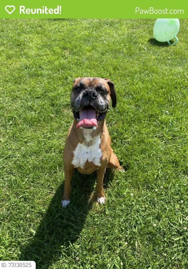 Reunited Female Dog last seen Mason, Appleton, WI 54911