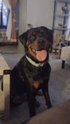Reunited Female Dog last seen Between Hampton and Gravois, St. Louis, MO 63109