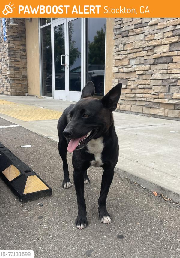 Found/Stray Female Dog last seen Pacific nail salon and spa, Stockton, CA 95210