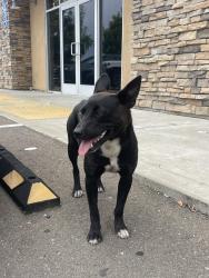 Found/Stray Female Dog last seen Pacific nail salon and spa, Stockton, CA 95210