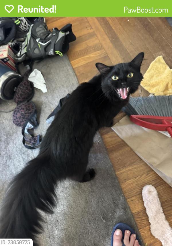 Reunited Male Cat last seen Samuel Gorton Ave, Warwick, Rhode Island, Warwick, RI 02889