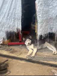 Reunited Female Dog last seen Arcadia/Lyford, Memphis, TN 38119