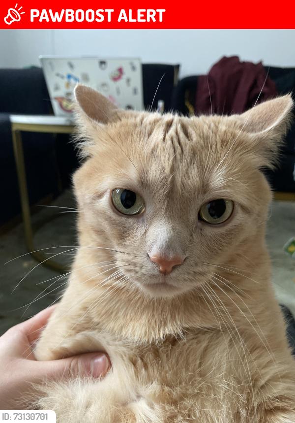 Lost Male Cat last seen Godden Street near YMCA, Collingwood, ON L9Y 4S5