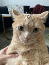 Lost Male Cat last seen Godden Street near YMCA, Collingwood, ON L9Y 4S5