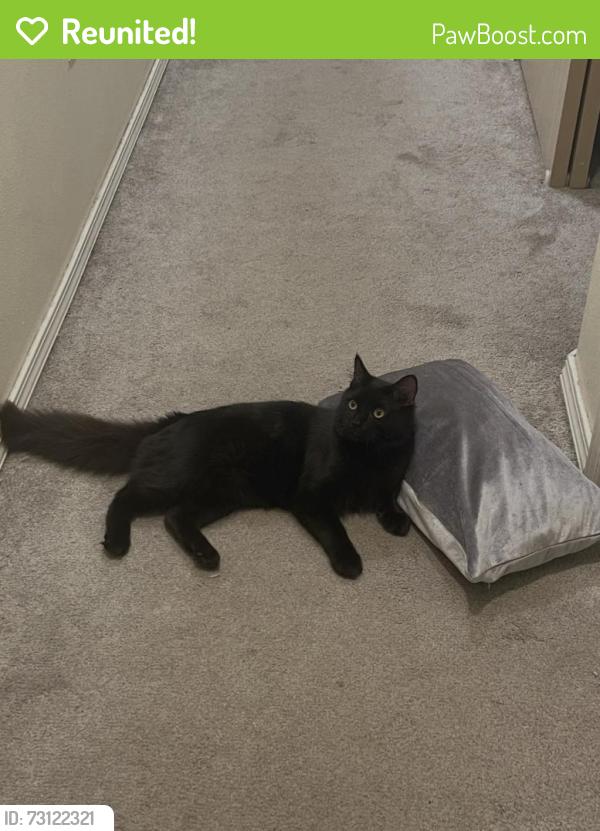 Reunited Male Cat last seen near Powell Blvd & SE 122nd Ave area, Portland, OR, Portland, OR 97236
