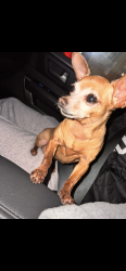 Lost Female Dog last seen 131st place road, Marion Oaks, FL 34473