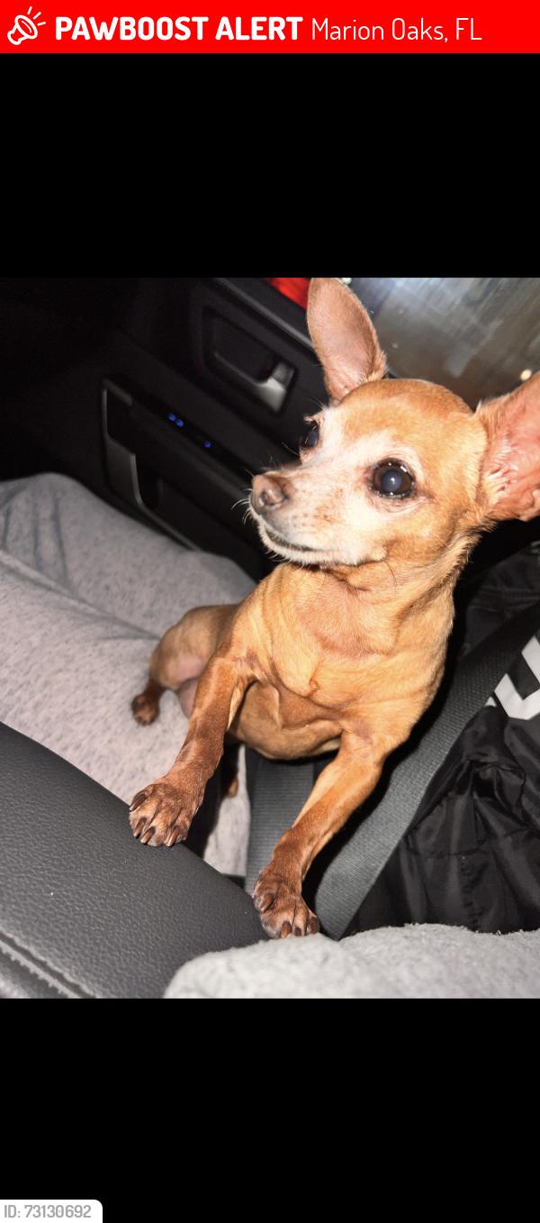 Lost Female Dog last seen 131st place road, Marion Oaks, FL 34473