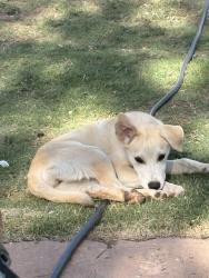 Lost Female Dog last seen Toot n totem on Western/ Pararmount, Amarillo, TX 79109