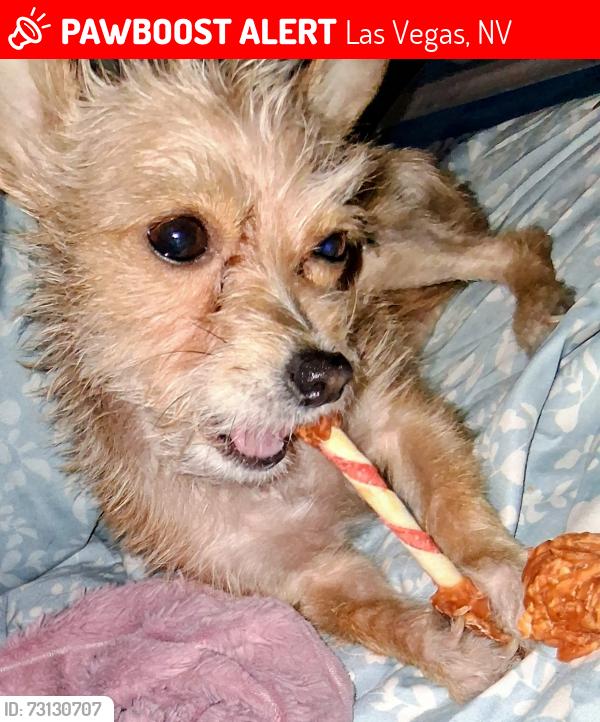 Lost Female Dog last seen Hazelwood and Twain, Las Vegas, NV 89119