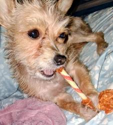 Lost Female Dog last seen Hazelwood and Twain, Las Vegas, NV 89119