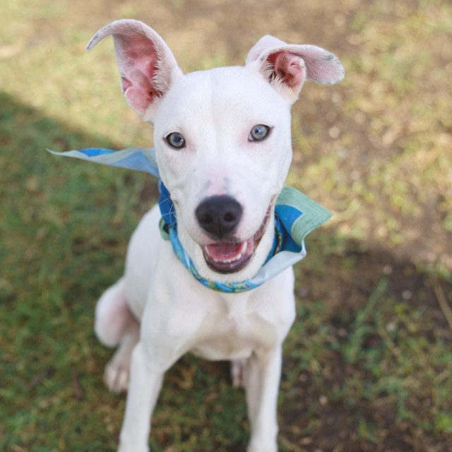 Shelter Stray Female Dog last seen Near BLOCK S GENERAL MCMULLEN, 4710 TX-151, San Antonio, TX 78227, USA