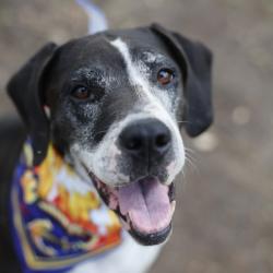 Shelter Stray Female Dog last seen Near BLOCK SE 410, 4710 TX-151, San Antonio, TX 78227, USA