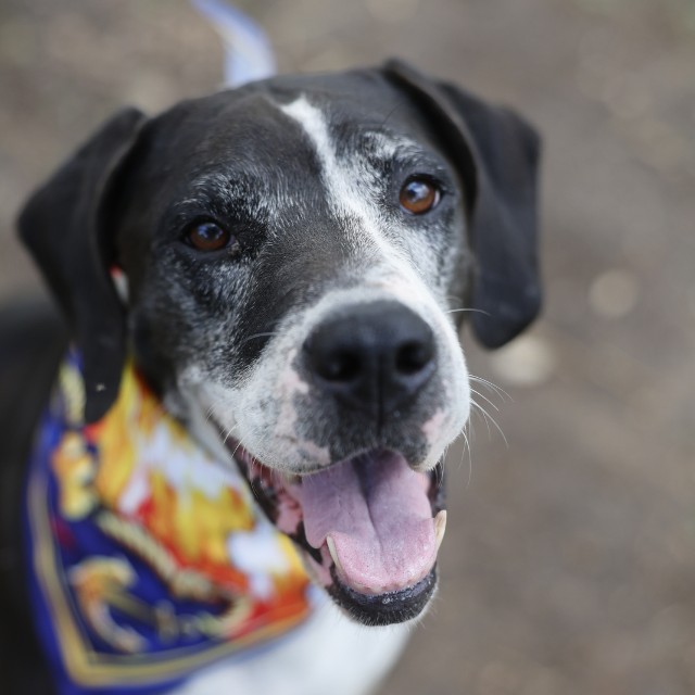 Shelter Stray Female Dog last seen Near BLOCK SE 410, 4710 TX-151, San Antonio, TX 78227, USA