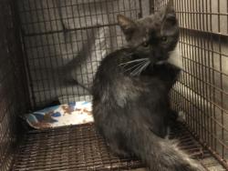 Shelter Stray Female Cat last seen , 14409 Vanowen St, Van Nuys, CA 91405, USA