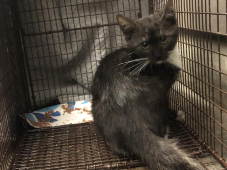 Shelter Stray Female Cat last seen , 14409 Vanowen St, Van Nuys, CA 91405, USA