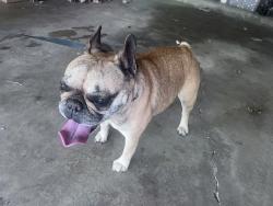 Reunited Female Dog last seen 106th and 129th, Owasso, OK 74055