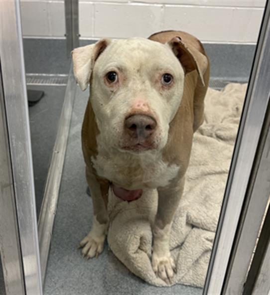 Shelter Stray Male Dog last seen Near, 2600 S Harding St, Indianapolis, IN 46221, USA