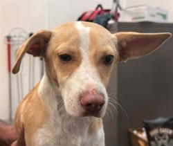 Shelter Stray Male Dog last seen , 4000 N Silverbell Rd, Tucson, AZ 85745, USA