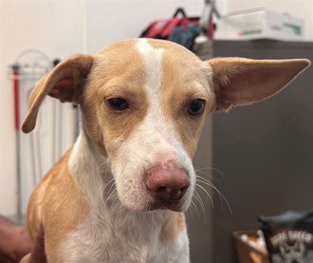 Shelter Stray Male Dog last seen , 4000 N Silverbell Rd, Tucson, AZ 85745, USA