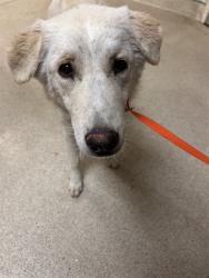 Shelter Stray Female Dog last seen Near BLOCK VAN BUREN BLVD, JURUPA VALLEY CA 92509, 6851 Van Buren Boulevard, Jurupa Valley, CA 92509, USA